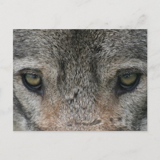 wolf briefkaart (Voorkant)