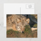 wolf briefkaart (Voorkant / Achterkant)