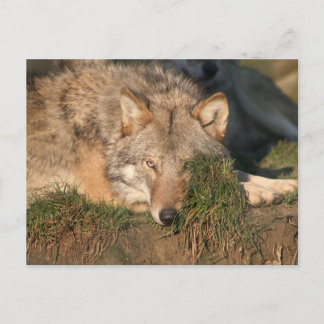 wolf briefkaart