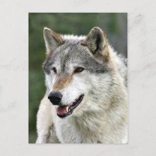 Wolf Briefkaart