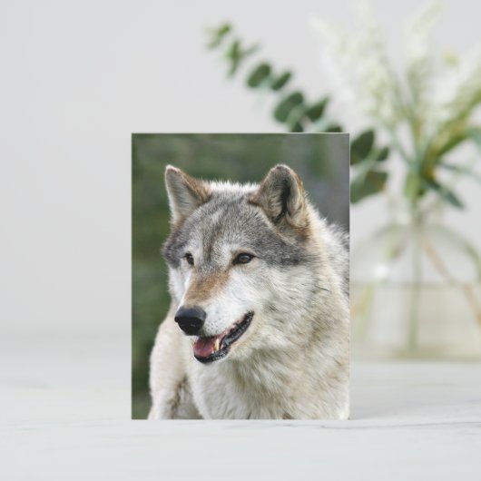 Wolf Briefkaart (Staand voorkant)