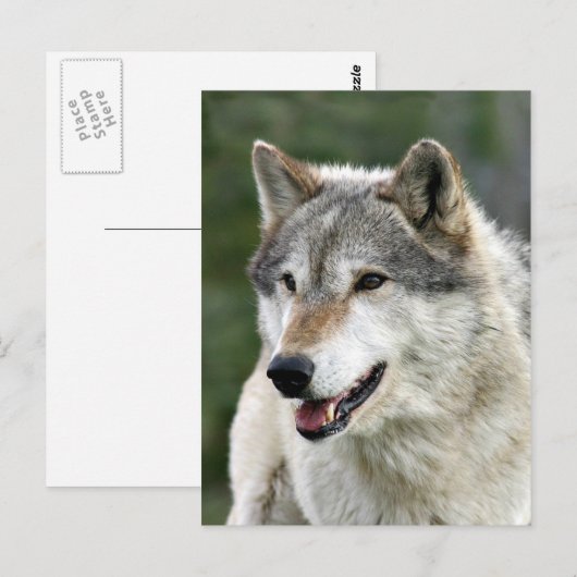 Wolf Briefkaart (Voorkant / Achterkant)