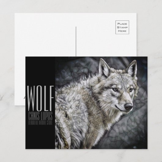 Wolf (Briefkaart) Briefkaart (Voorkant / Achterkant)