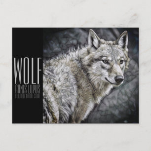 Wolf (Briefkaart) Briefkaart