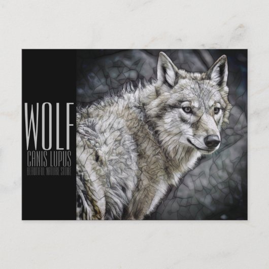 Wolf (Briefkaart) Briefkaart (Voorkant)