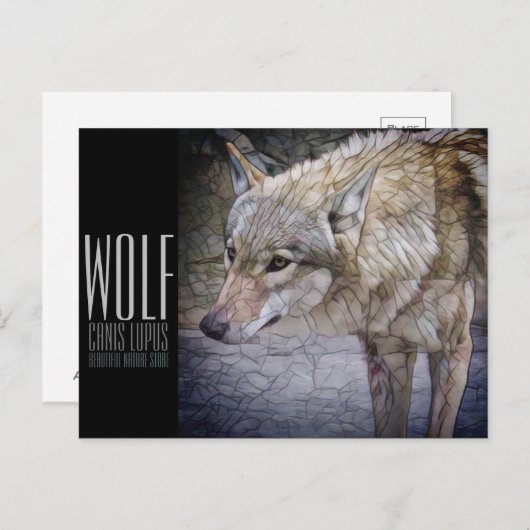 Wolf (Briefkaart) Briefkaart (Voorkant / Achterkant)