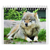 Wolf Calendar Kalender (Hoes)