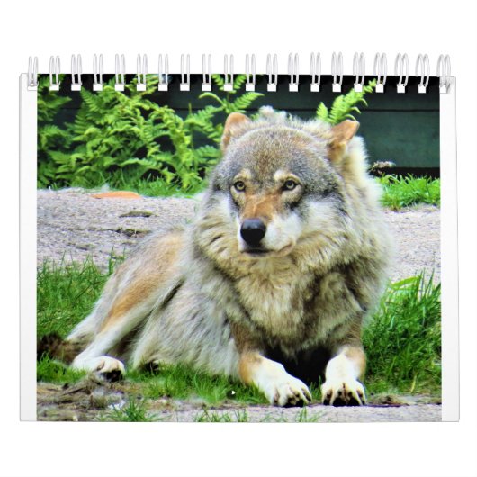 Wolf Calendar Kalender (Hoes)