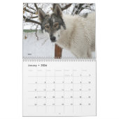 Wolf Calendar Kalender (Jan 2026)