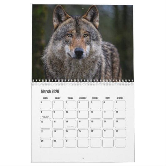 Wolf Calendar Kalender (Mar 2026)
