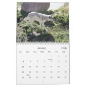 Wolf Calender 2012 Kalender (Jan 2026)