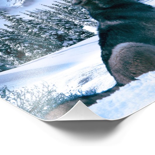 Wolf Call Foto Afdruk (Hoek)