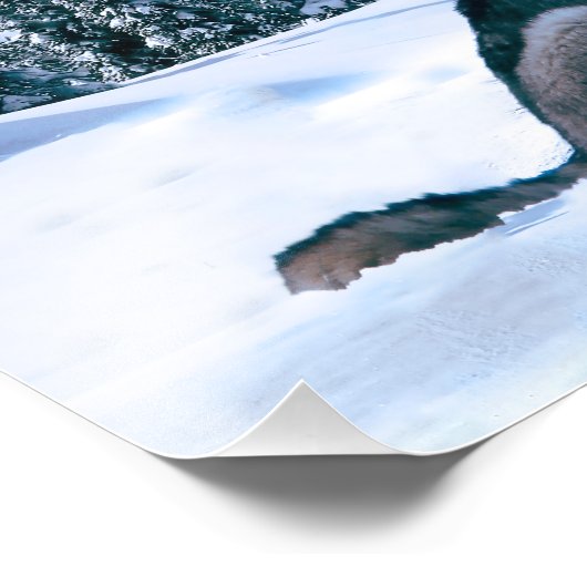 Wolf Call Foto Afdruk (Hoek)