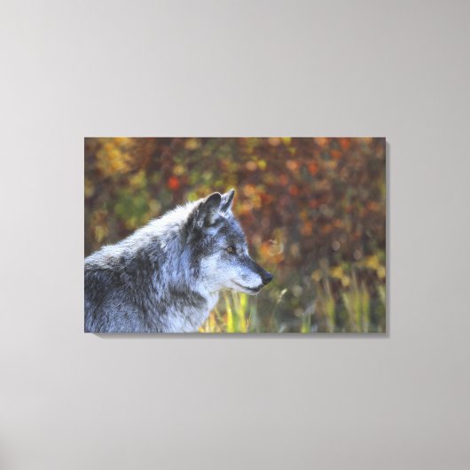 Wolf (Canis lupus) 2 Canvas Afdruk (Voorkant)
