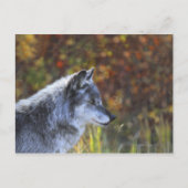 Wolf (Canis Lupus) Briefkaart (Voorkant)