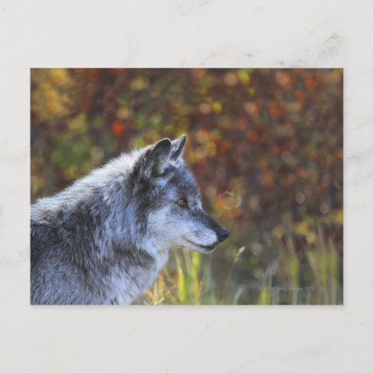Wolf (Canis Lupus) Briefkaart (Voorkant)