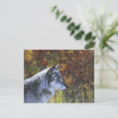 Wolf (Canis Lupus) Briefkaart (Staand voorkant)