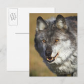 Wolf (Canis Lupus) Briefkaart (Voorkant / Achterkant)