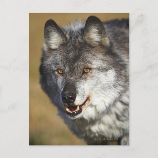 Wolf (Canis Lupus) Briefkaart (Voorkant)