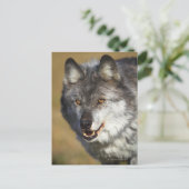 Wolf (Canis Lupus) Briefkaart (Staand voorkant)