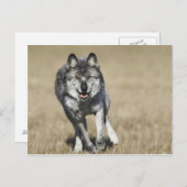 Wolf (Canis Lupus) die naar camera loopt Briefkaart (Voorkant / Achterkant)