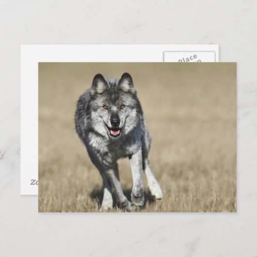 Wolf (Canis Lupus) die naar camera loopt Briefkaart (Voorkant / Achterkant)