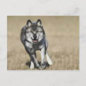 Wolf (Canis Lupus) die naar camera loopt Briefkaart (Voorkant)