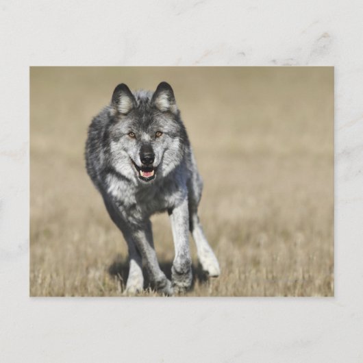 Wolf (Canis Lupus) die naar camera loopt Briefkaart (Voorkant)