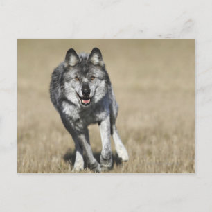 Wolf (Canis Lupus) die naar camera loopt Briefkaart