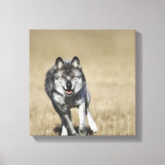 Wolf (Canis Lupus) die naar camera loopt Canvas Afdruk (Voorkant)