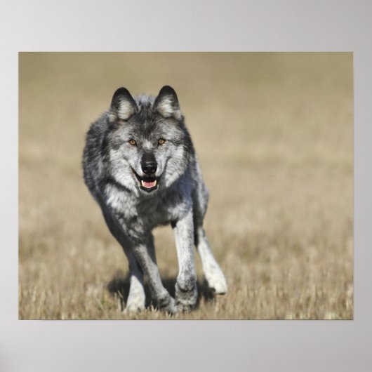 Wolf (Canis Lupus) die naar camera loopt Poster (Voorkant)