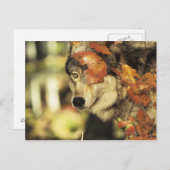 Wolf (Canis lupus), hoofdschot, in de herfst, Briefkaart (Voorkant / Achterkant)