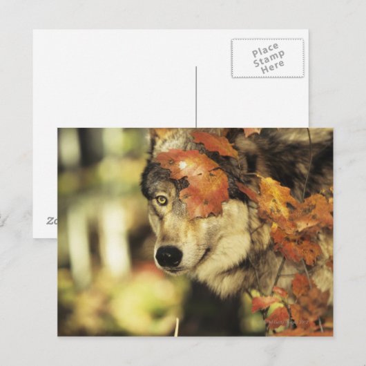 Wolf (Canis lupus), hoofdschot, in de herfst, Briefkaart (Voorkant / Achterkant)