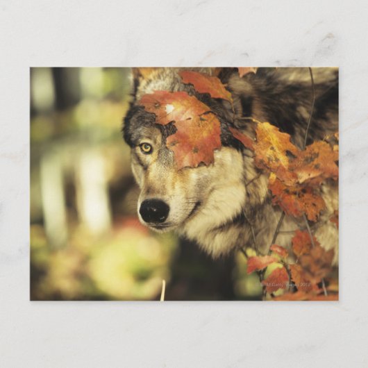 Wolf (Canis lupus), hoofdschot, in de herfst, Briefkaart (Voorkant)