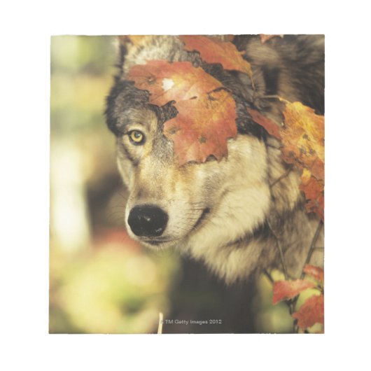 Wolf (Canis lupus) | Najaarkleur Notitieblok (Voorkant)