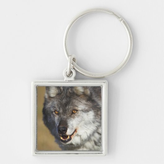 Wolf (Canis Lupus) Sleutelhanger (Voorkant)