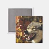 Wolf (Canis lupus) snarling, hoofdschot, met Magneet (Voorkant / Achterkant)