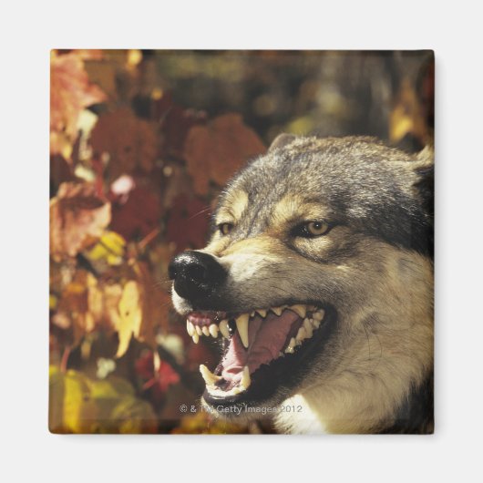 Wolf (Canis lupus) snarling, hoofdschot, met Magneet (Voorkant)
