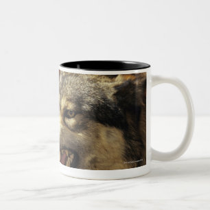 Wolf (Canis lupus) snarling, hoofdschot, met Tweekleurige Koffiemok