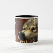 Wolf (Canis lupus) snarling, hoofdschot, met Tweekleurige Koffiemok (Center)