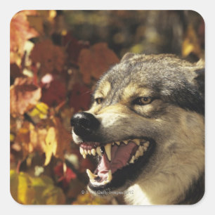 Wolf (Canis lupus) snarling, hoofdschot, met Vierkante Sticker