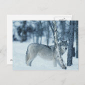 Wolf (Canis lupus) tijdens de winter Briefkaart (Voorkant / Achterkant)