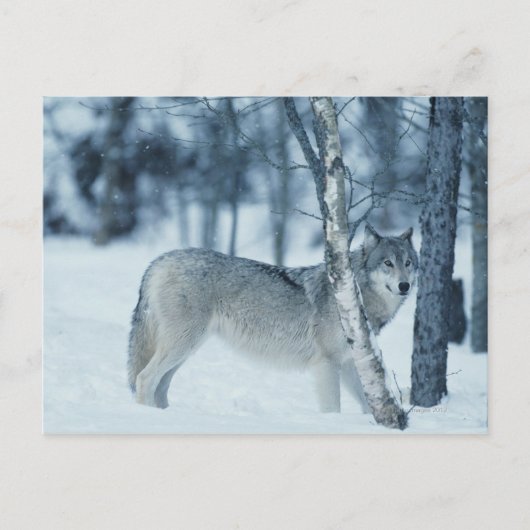 Wolf (Canis lupus) tijdens de winter Briefkaart (Voorkant)
