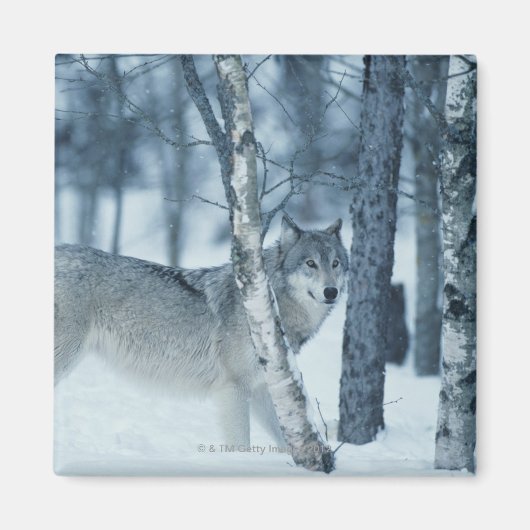 Wolf (Canis lupus) tijdens de winter Magneet (Voorkant)