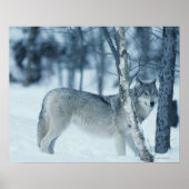 Wolf (Canis lupus) tijdens de winter Poster (Voorkant)