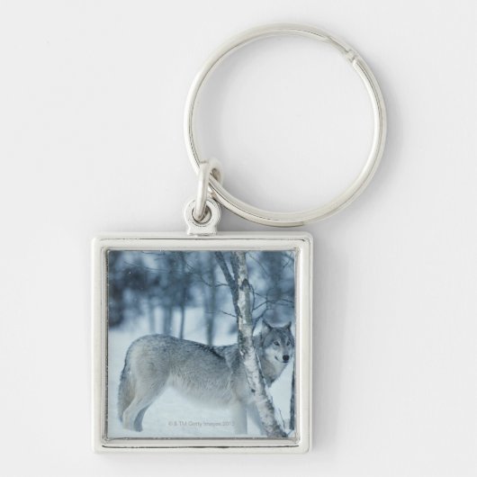 Wolf (Canis lupus) tijdens de winter Sleutelhanger (Voorkant)
