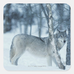 Wolf (Canis lupus) tijdens de winter Vierkante Sticker