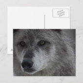 Wolf (Canus lupus) uit Yellowstone National Briefkaart (Voorkant / Achterkant)