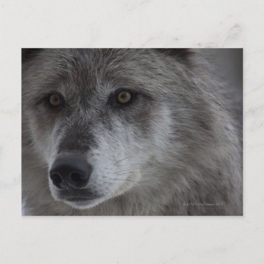 Wolf (Canus lupus) uit Yellowstone National Briefkaart (Voorkant)