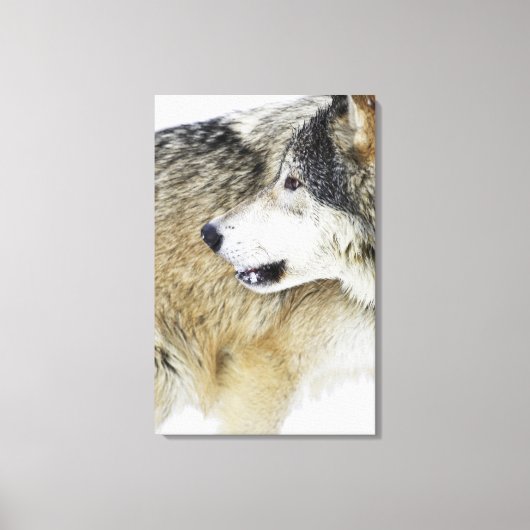 Wolf Canvas Afdruk (Voorkant)